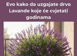 Evo kako da uzgajate drvo Lavande koje će cvjetati godinama Evo kako da uzgajate drvo Lavande koje će cvjetati godinama