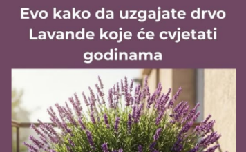 Evo kako da uzgajate drvo Lavande koje će cvjetati godinama Evo kako da uzgajate drvo Lavande koje će cvjetati godinama