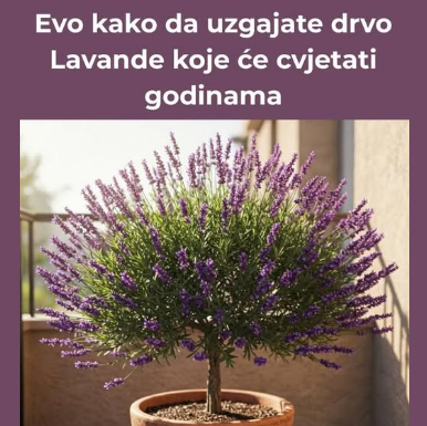 Evo kako da uzgajate drvo Lavande koje će cvjetati godinama Evo kako da uzgajate drvo Lavande koje će cvjetati godinama
