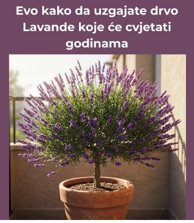 Evo kako da uzgajate drvo Lavande koje će cvjetati godinama