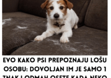 Evo kako psi prepoznaju lošu osobu: Dovoljan im je samo 1 znak i odmah osete kada neko ima zlo u sebi