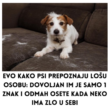 Evo kako psi prepoznaju lošu osobu: Dovoljan im je samo 1 znak i odmah osete kada neko ima zlo u sebi