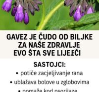 Gavez je ‘čudo’ od biljke za naše zdravlje: Evo šta sve liječi!
