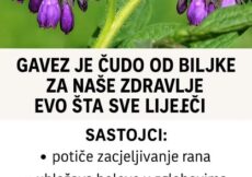Gavez je ‘čudo’ od biljke za naše zdravlje: Evo šta sve liječi!