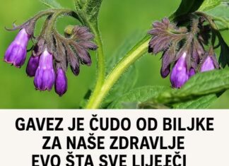 Gavez je ‘čudo’ od biljke za naše zdravlje: Evo šta sve liječi! Gavez je ‘čudo’ od biljke za naše zdravlje: Evo šta sve liječi!