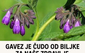 Gavez je ‘čudo’ od biljke za naše zdravlje: Evo šta sve liječi! Gavez je ‘čudo’ od biljke za naše zdravlje: Evo šta sve liječi!