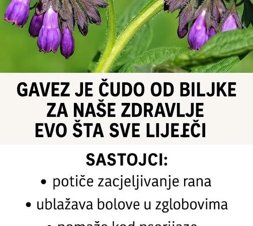 Gavez je ‘čudo’ od biljke za naše zdravlje: Evo šta sve liječi!