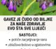 Gavez je ‘čudo’ od biljke za naše zdravlje: Evo šta sve liječi!