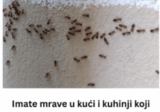 Imate mrave u kući i kuhinji koji nikako da odu: Ovim trikom ih isterajte – Deluje već posle prvog prskanja!