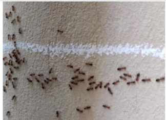 Imate mrave u kući i kuhinji koji nikako da odu: Ovim trikom ih isterajte – Deluje već posle prvog prskanja! Imate mrave u kući i kuhinji koji nikako da odu: Ovim trikom ih isterajte – Deluje već posle prvog prskanja!