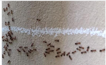 Imate mrave u kući i kuhinji koji nikako da odu: Ovim trikom ih isterajte – Deluje već posle prvog prskanja! Imate mrave u kući i kuhinji koji nikako da odu: Ovim trikom ih isterajte – Deluje već posle prvog prskanja!