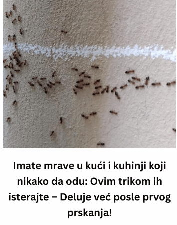 Imate mrave u kući i kuhinji koji nikako da odu: Ovim trikom ih isterajte – Deluje već posle prvog prskanja!