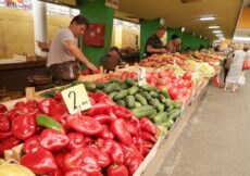 Izbjegavajte ga u širokom luku: Ovo povrće je NAJOTROVNIJE u ovo doba godine, a toliko je popularno kod nas
