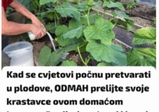 Kad se cvjetovi počnu pretvarati u plodove, ODMAH prelijte svoje krastavce OVOM DOMAĆOM HRANOM: Ranije ćete brati i imati PUNO VIŠE PLODOVA!