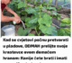 Kad se cvjetovi počnu pretvarati u plodove, ODMAH prelijte svoje krastavce OVOM DOMAĆOM HRANOM: Ranije ćete brati i imati PUNO VIŠE PLODOVA!