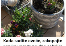 Kada sadite cveće, zakopajte mrvicu ovoga na dno saksije: Za nekoliko dana bujaće kao lude