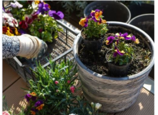 Kada sadite cveće, zakopajte mrvicu ovoga na dno saksije: Za nekoliko dana bujaće kao lude Kada sadite cveće, zakopajte mrvicu ovoga na dno saksije: Za nekoliko dana bujaće kao lude