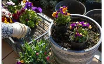 Kada sadite cveće, zakopajte mrvicu ovoga na dno saksije: Za nekoliko dana bujaće kao lude Kada sadite cveće, zakopajte mrvicu ovoga na dno saksije: Za nekoliko dana bujaće kao lude