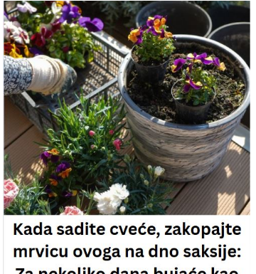 Kada sadite cveće, zakopajte mrvicu ovoga na dno saksije: Za nekoliko dana bujaće kao lude Kada sadite cveće, zakopajte mrvicu ovoga na dno saksije: Za nekoliko dana bujaće kao lude