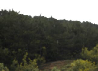 Kiša može pogoršati simptome alergije na polen Kiša može pogoršati simptome alergije na polen