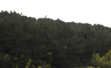 Kiša može pogoršati simptome alergije na polen Kiša može pogoršati simptome alergije na polen