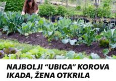 NAJBOLJI “UBICA” KOROVA IKADA, ŽENA OTKRILA RECEPT SMJESE: Ovo je najbolje domaće rješenje