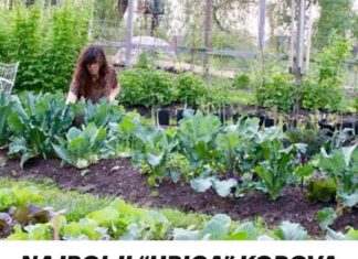 NAJBOLJI “UBICA” KOROVA IKADA, ŽENA OTKRILA RECEPT SMJESE: Ovo je najbolje domaće rješenje NAJBOLJI “UBICA” KOROVA IKADA, ŽENA OTKRILA RECEPT SMJESE: Ovo je najbolje domaće rješenje