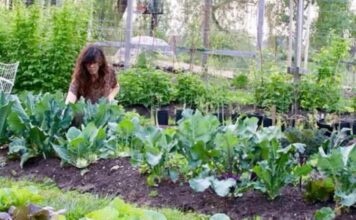NAJBOLJI “UBICA” KOROVA IKADA, ŽENA OTKRILA RECEPT SMJESE: Ovo je najbolje domaće rješenje NAJBOLJI “UBICA” KOROVA IKADA, ŽENA OTKRILA RECEPT SMJESE: Ovo je najbolje domaće rješenje