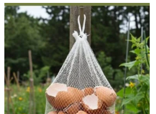 Ne Bacajte Ljuske od Jaja! Obesite ih u Bašti – Razlog će vas iznenaditi! Ne Bacajte Ljuske od Jaja! Obesite ih u Bašti – Razlog će vas iznenaditi!