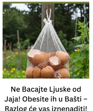 Ne Bacajte Ljuske od Jaja! Obesite ih u Bašti – Razlog će vas iznenaditi! Ne Bacajte Ljuske od Jaja! Obesite ih u Bašti – Razlog će vas iznenaditi!