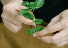 Nekoliko sekundi žvakanja metvice umiruje probavni sistem i uklanja glavobolju