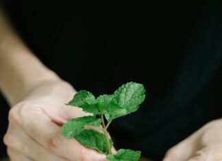 Nekoliko sekundi žvakanja metvice umiruje probavni sistem i uklanja glavobolju Nekoliko sekundi žvakanja metvice umiruje probavni sistem i uklanja glavobolju