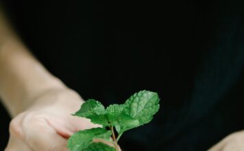 Nekoliko sekundi žvakanja metvice umiruje probavni sistem i uklanja glavobolju Nekoliko sekundi žvakanja metvice umiruje probavni sistem i uklanja glavobolju