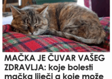 Nevjerovatno, ali istinito: Mačka prepoznaje bolesti i pomaže ti da ozdraviš!