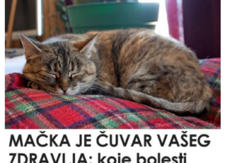 Nevjerovatno, ali istinito: Mačka prepoznaje bolesti i pomaže ti da ozdraviš! Nevjerovatno, ali istinito: Mačka prepoznaje bolesti i pomaže ti da ozdraviš!