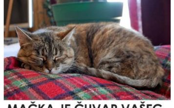 Nevjerovatno, ali istinito: Mačka prepoznaje bolesti i pomaže ti da ozdraviš! Nevjerovatno, ali istinito: Mačka prepoznaje bolesti i pomaže ti da ozdraviš!