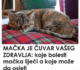 Nevjerovatno, ali istinito: Mačka prepoznaje bolesti i pomaže ti da ozdraviš!