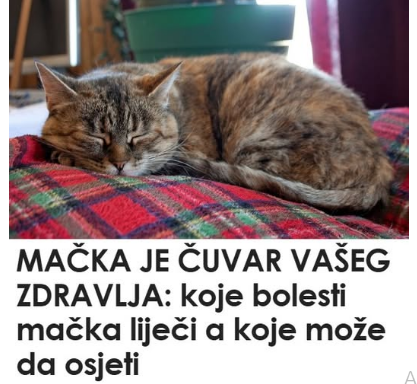 Nevjerovatno, ali istinito: Mačka prepoznaje bolesti i pomaže ti da ozdraviš!