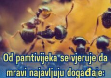 Od pamtivijeka se vjeruje da mravi najavljuju događaje: Evo kada upućuju na nesreću