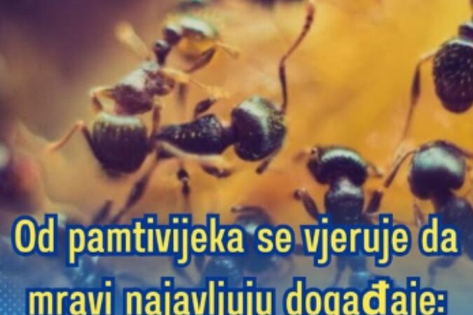 Od pamtivijeka se vjeruje da mravi najavljuju događaje: Evo kada upućuju na nesreću