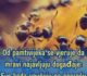 Od pamtivijeka se vjeruje da mravi najavljuju događaje: Evo kada upućuju na nesreću