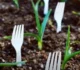 Ovaj trik s plastičnim viljuškama u vrtu koristi se širom svijeta: Razlog će vas iznenaditi
