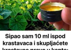 Prelivanjem 10 ml pod krastavce i skupljanjem izravno u kante, možemo osigurati maksimalne prinose.