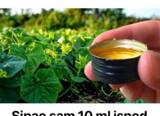 Prelivanjem 10 ml pod krastavce i skupljanjem izravno u kante, možemo osigurati maksimalne prinose. Prelivanjem 10 ml pod krastavce i skupljanjem izravno u kante, možemo osigurati maksimalne prinose.