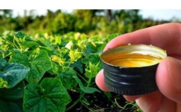 Prelivanjem 10 ml pod krastavce i skupljanjem izravno u kante, možemo osigurati maksimalne prinose. Prelivanjem 10 ml pod krastavce i skupljanjem izravno u kante, možemo osigurati maksimalne prinose.