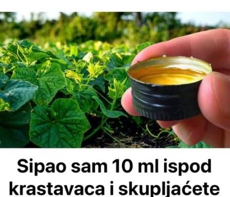 Prelivanjem 10 ml pod krastavce i skupljanjem izravno u kante, možemo osigurati maksimalne prinose. Prelivanjem 10 ml pod krastavce i skupljanjem izravno u kante, možemo osigurati maksimalne prinose.