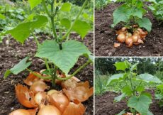 Prirodno gnojivo od ljuske luka – Najbolji nutrijent za bilo koju biljku