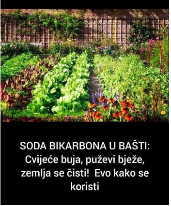 S0DA BIKARB0NA U BAŠTI: Cvijeće buja, puževi bježe, zemlja se čisti! Evo kako se koristi