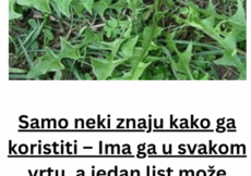 Samo neki znaju kako ga koristiti – Ima ga u svakom vrtu, a jedan list može spasiti vaš život za minut, evo i kako