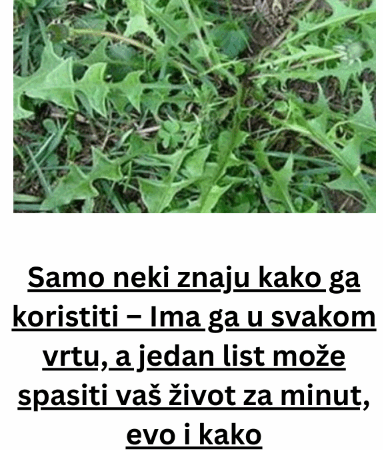 Samo neki znaju kako ga koristiti – Ima ga u svakom vrtu, a jedan list može spasiti vaš život za minut, evo i kako